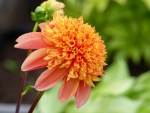 A new Dahlia in my garden
