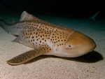Zebra Shark