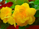 Yellow roses