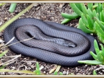 BLACK TIGER SNAKE