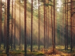 Sunbeams in Pine Forest