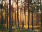 Sunbeams in Pine Forest