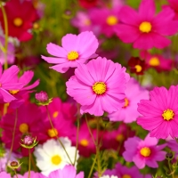Cosmos flower