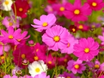 Cosmos flower