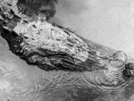 B&W Alligator Close-Up
