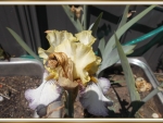 BEARDED IRIS