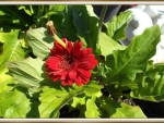 RED GERBERA