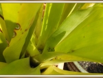 BROMELIAD WITH FROG