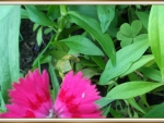 DIANTHUS AND FROG