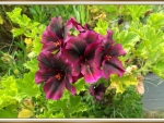 PRETTY PELARGONIUM