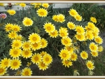 YELLOW GAZANIAS