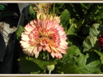 DOUBLE GERBERA