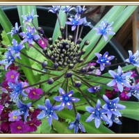 PRETTY BLUE FLOWER