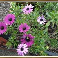 PURPLE DAISIES