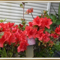 PRETTY AZALEA
