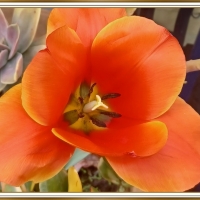 LOVELY TULIP
