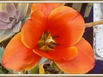 LOVELY TULIP