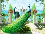 Peacocks