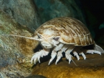 Bathynomus giganteus
