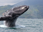 Humpback Whale