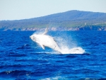 Whale In Twofold Bay
