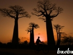Baobabs