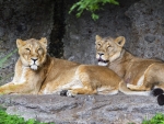Lionesses