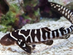 Baby Zebra Shark