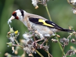 European Goldfinch