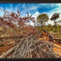 SCENERY OF AUSTRALIA