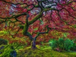 Stunning Japanese Maple