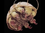 Tardigrado water bear