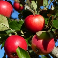 Red apples