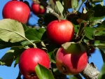 Red apples