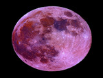 Pink Moon