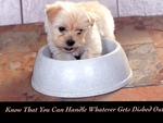 pup in his dishbowl