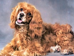cocker spaniel