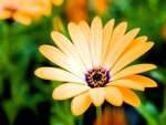 Orange Daisy 