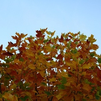 coloured leaves