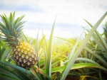 Pineapple Plantation