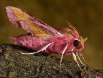 Elephant Hawk Moth