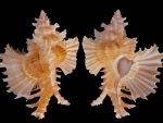 Gastropods Shells