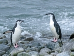 Chinstrap Penguin