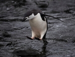 Chinstrap Penguin