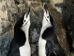 Chinstrap Penguin