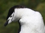 Chinstrap Penguin