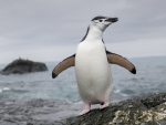 Chinstrap Penguin