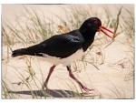 Australian Pied Oystercatcher