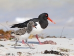 Australian Pied Oystercatcher