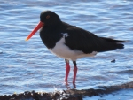 Australian Pied Oystercatcher